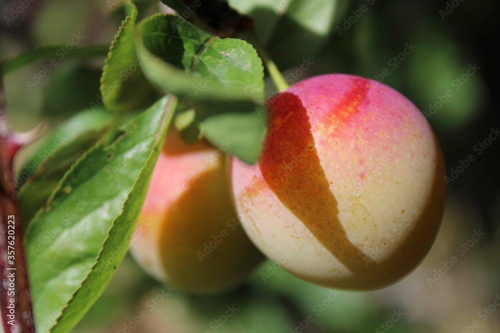 Common plum(Prunus domestica) fruit on plum tree with plum leaves Common plum(Prunus domestica) fruit on plum tree with plum leaves