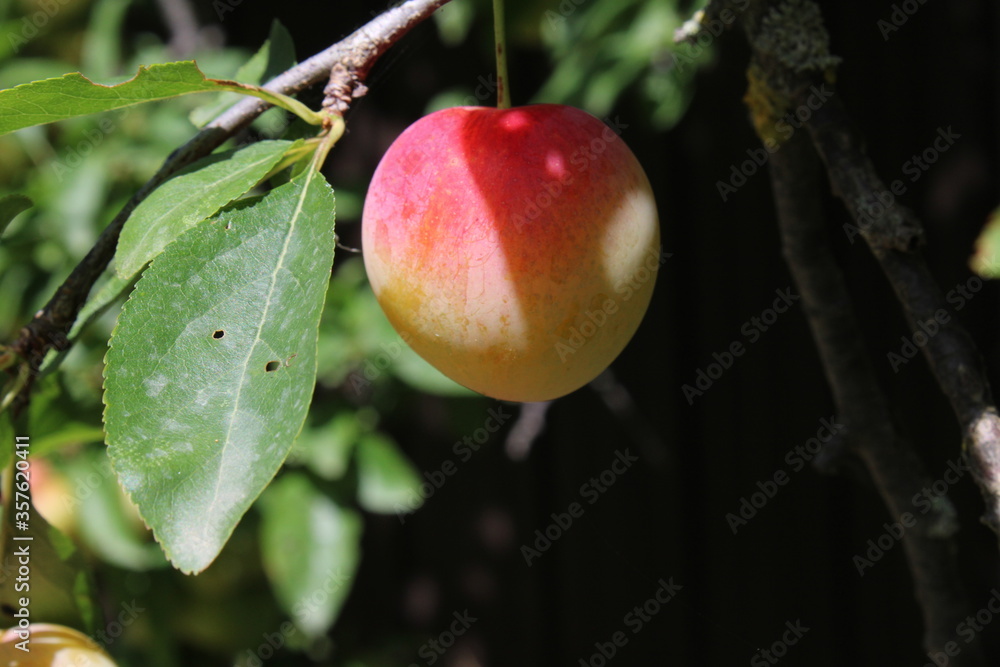 Common plum(Prunus domestica) fruit on plum tree with plum leaves Common plum(Prunus domestica) fruit on plum tree with plum leaves