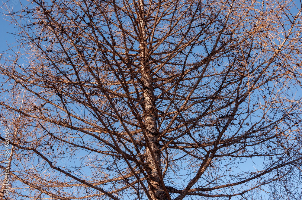 Birch and fir naked branches on the background of deep blue sky. Early spring in the sundown lights Birch and fir naked branches on the background of deep blue sky. Early spring in the sundown lights