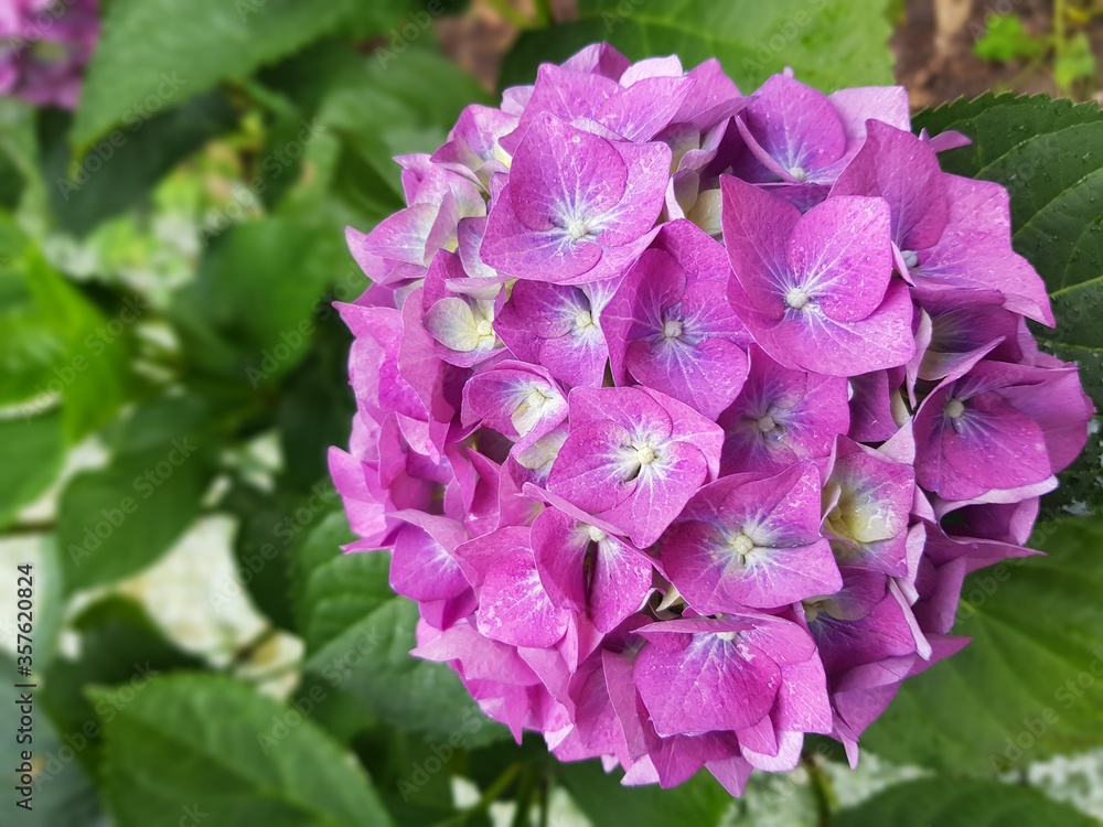 pink hydrangea flowers