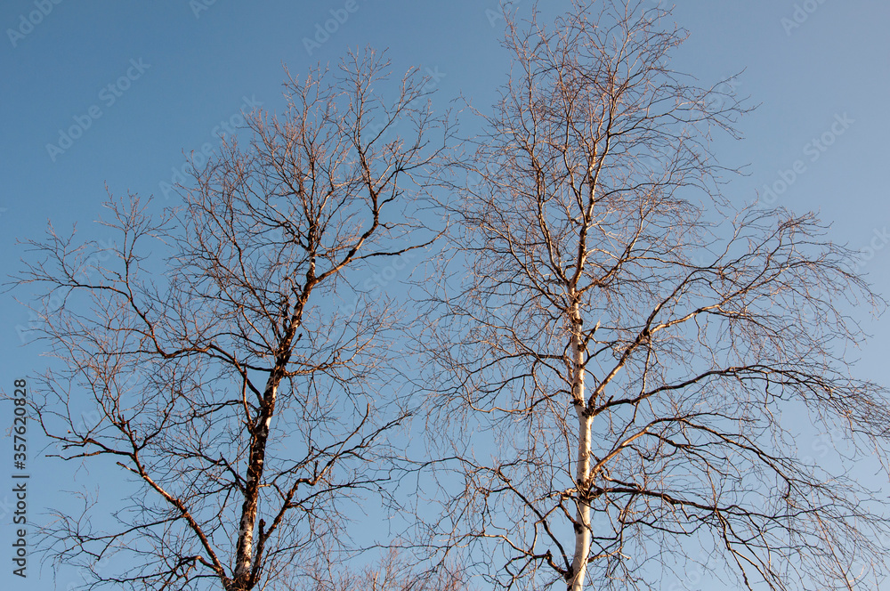 Birch and fir naked branches on the background of deep blue sky. Early spring in the sundown lights Birch and fir naked branches on the background of deep blue sky. Early spring in the sundown lights