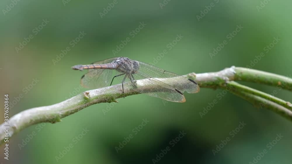 rear view dragonfly resting a twig rear view dragonfly resting a twig