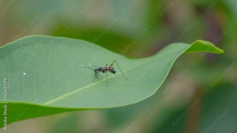 long legged fly on the leaf long legged fly on the leaf