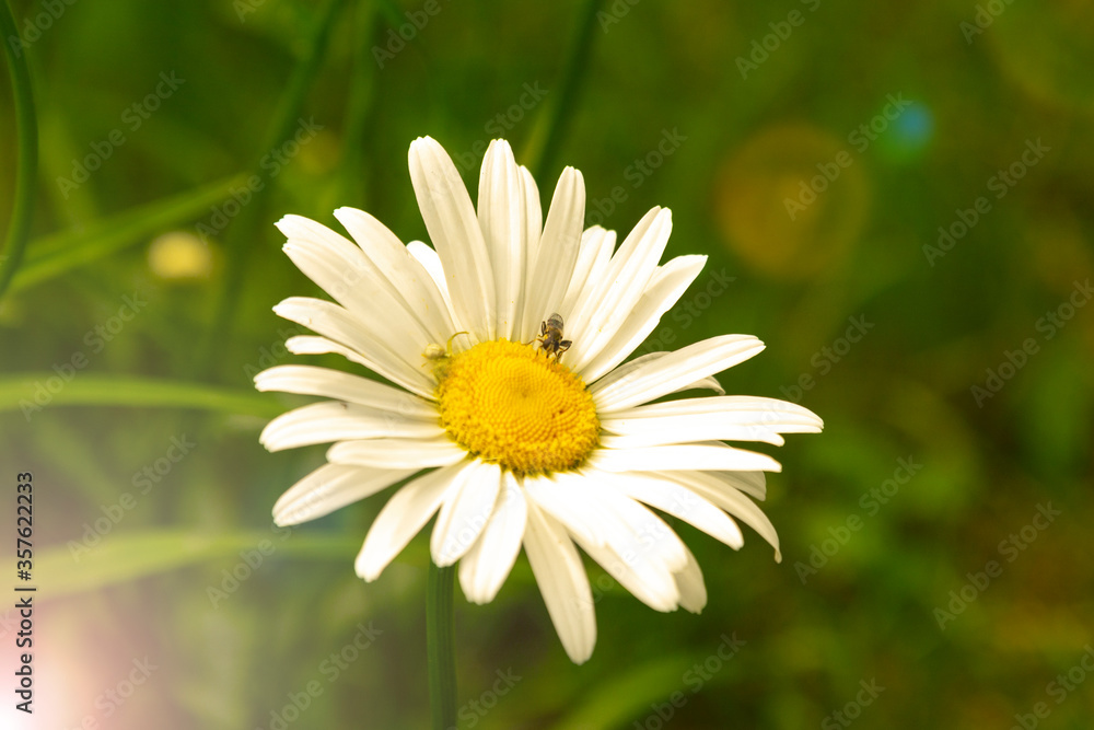 Obraz premium marguerites on a meadow of flowers in the garden with nice white petals and white blossoms in full blow as spring flower and summer bloom creating a feeling of relaxation
