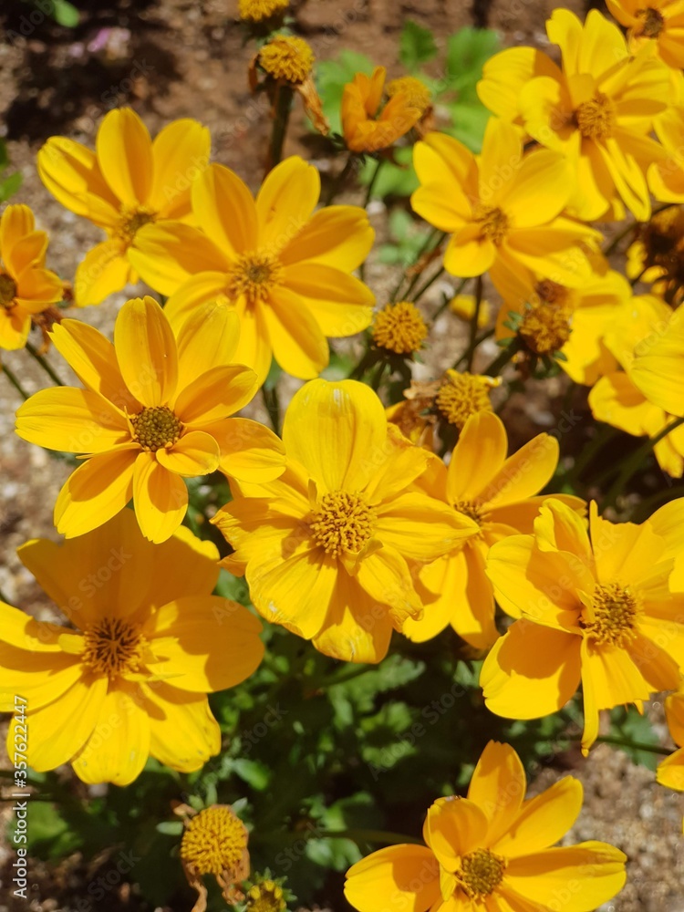 Fototapeta premium yellow be yellow