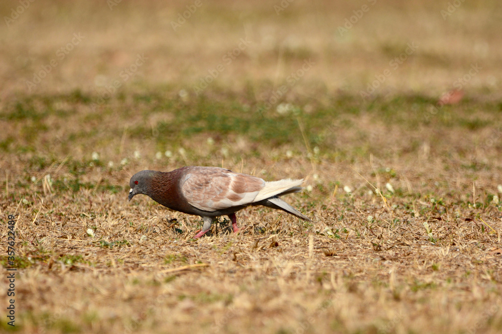 beautiful bird is on the grass beautiful bird is on the grass