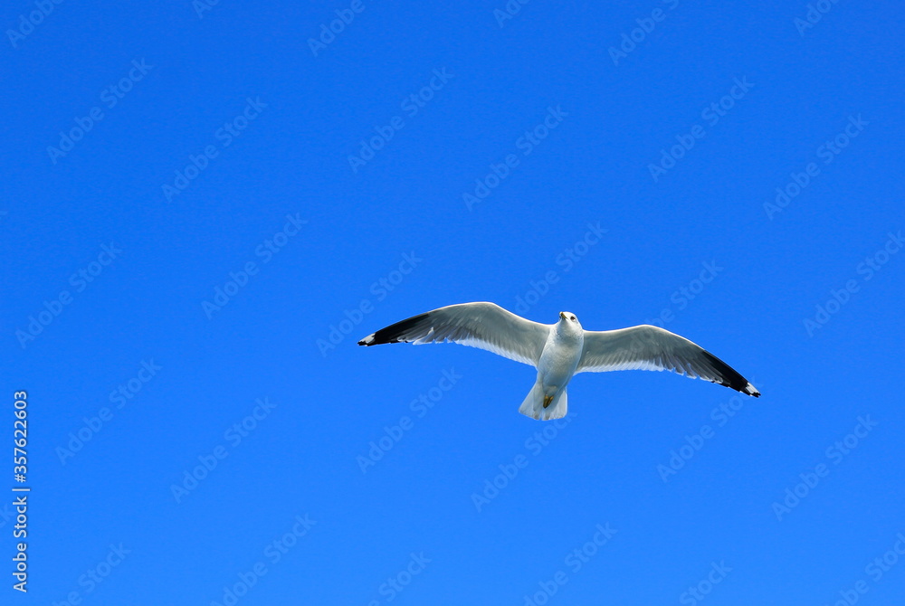 Obraz premium Against the backdrop of a blue sky, a flying seagull.