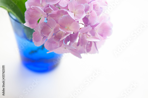 ブルーのグラス活けた紫陽花の花 白背景 右にコピースペース