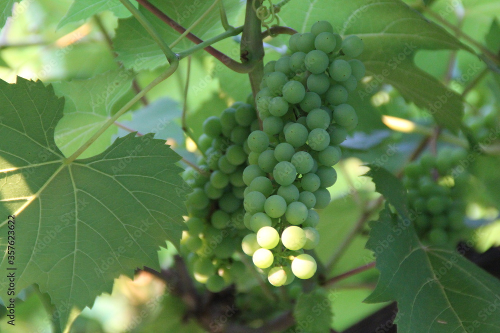 vine grapes plants leaves garden natural green vine grapes plants leaves garden natural green