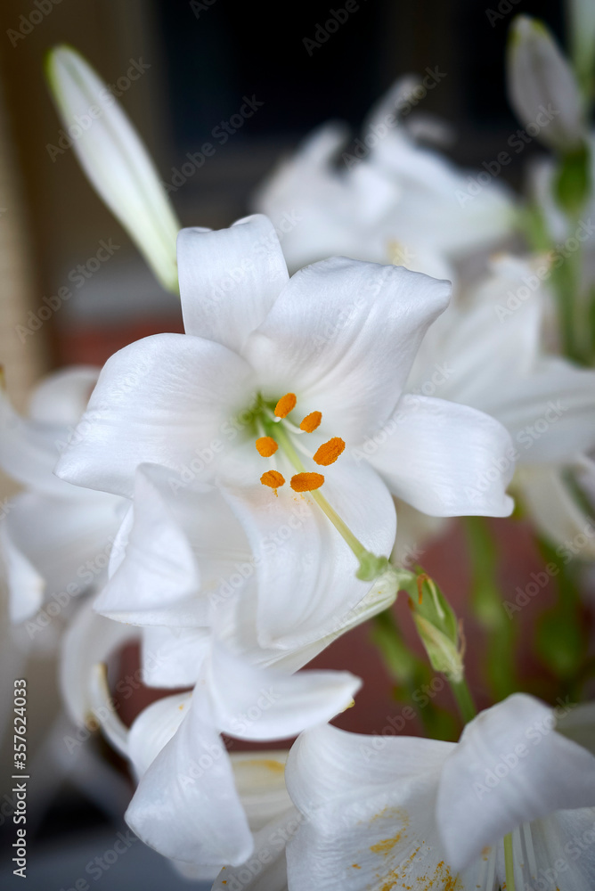 Lilium candidum white flower close up Lilium candidum white flower close up