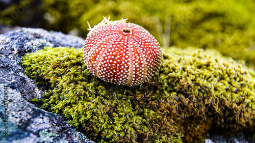 Ein Seeigel liegt auf einem Stein der mit Moos bedeckt ist Vesteralen Norwegen photo