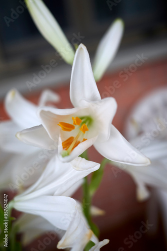 Lilium candidum white flower close up photo