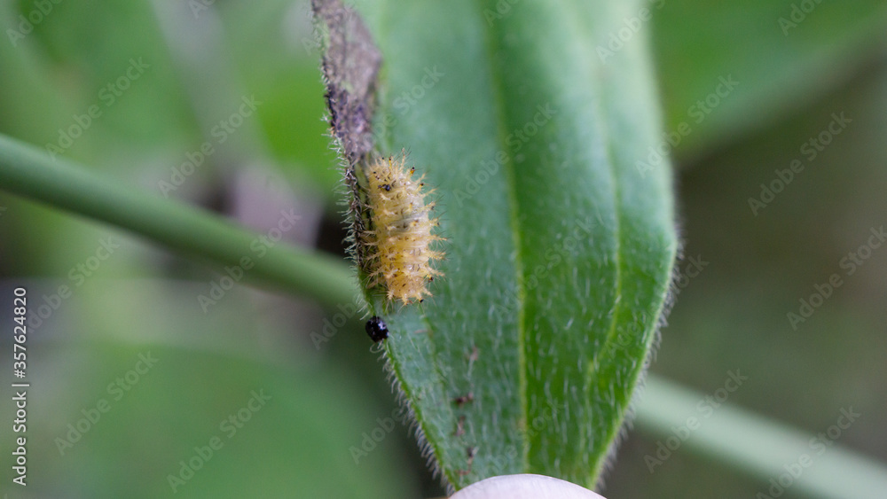 Naklejka premium Raupe