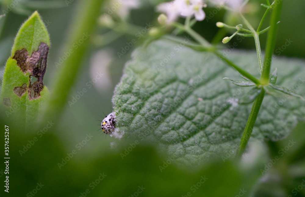 Insekten der Wiese Insekten der Wiese