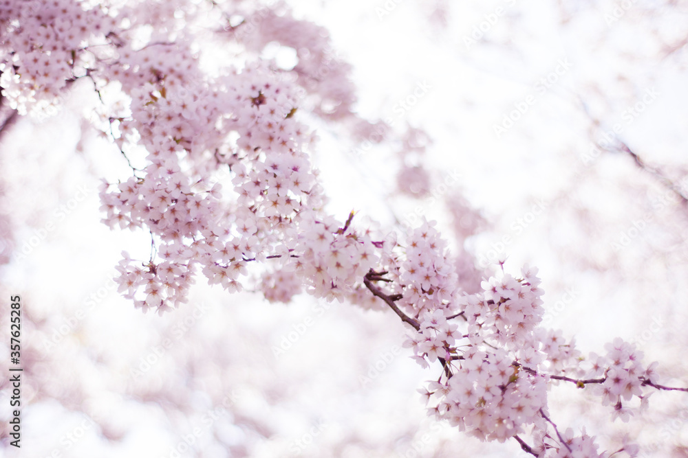 Obraz premium pink cherry blossom
