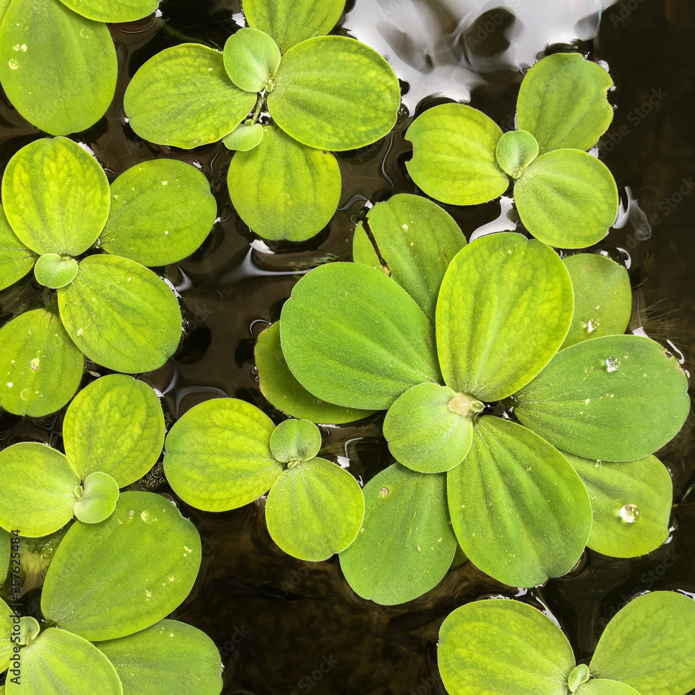 Water lettuce Green Leaves Decoration Plant Water lettuce Green Leaves Decoration Plant