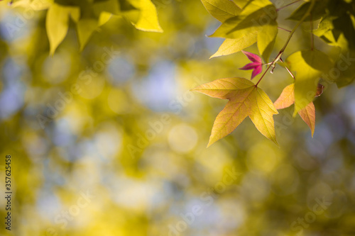 Blurred leaf background Bokeh nature style abstract
