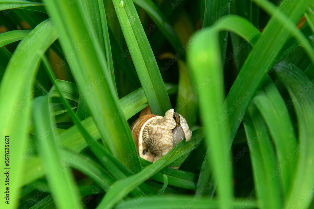 Obraz premium Snail Helix pomatia in grass. Snail after the rain