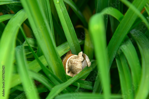 Snail Helix pomatia in grass. Snail after the rain