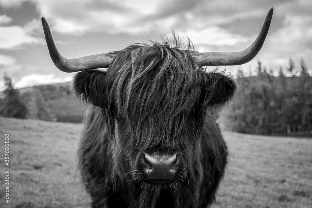 Black and white photo of a highland cow in the Scottish countryside. - obrazy, fototapety, plakaty 