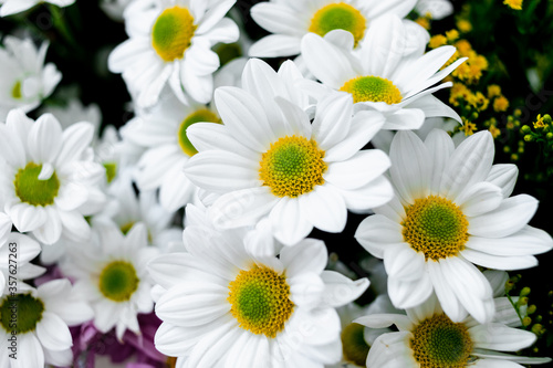 Background set of white daisies