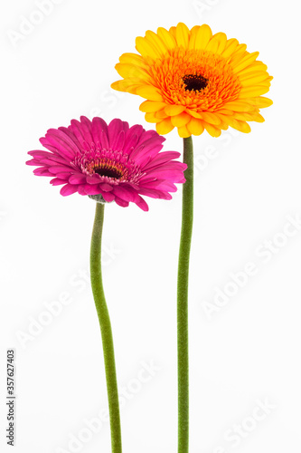 yellow and pink gerber on white background