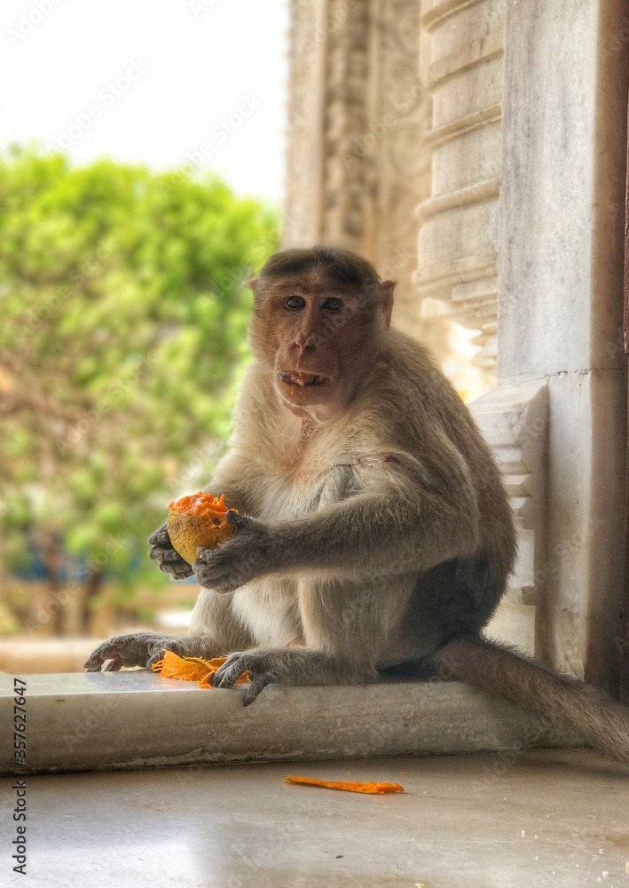 Obraz premium Beautiful view of the monkey eating mango.
