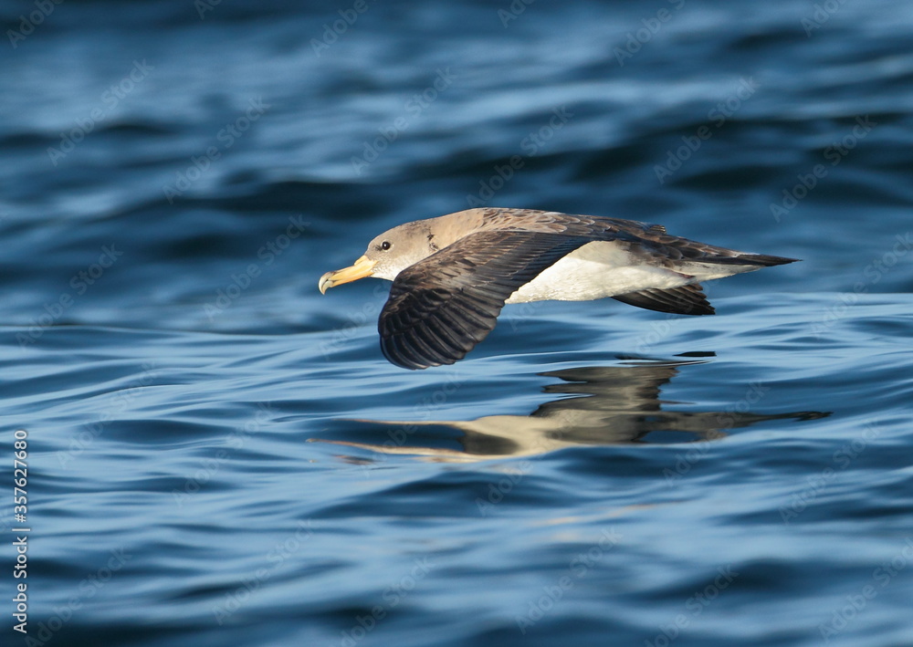 Shearwater Ocean diver and glider Shearwater Ocean diver and glider