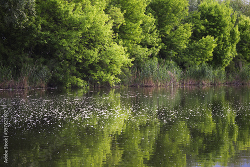 A tranquil spring day with a reflection of a trees in the lake. Poplar fluff are small white spots on the surface of the water © Gorart