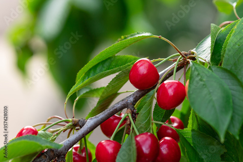 sweet ripe cherries on a branch against lush foliage background. organic farming. seasonal natural border for summer. selective focus.