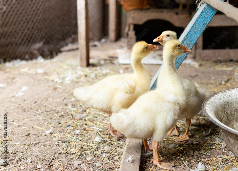 group of funny yellow ducklings on an organic farm. Young birds. Household. selective focus. group of funny yellow ducklings on an organic farm. Young birds. Household. selective focus.