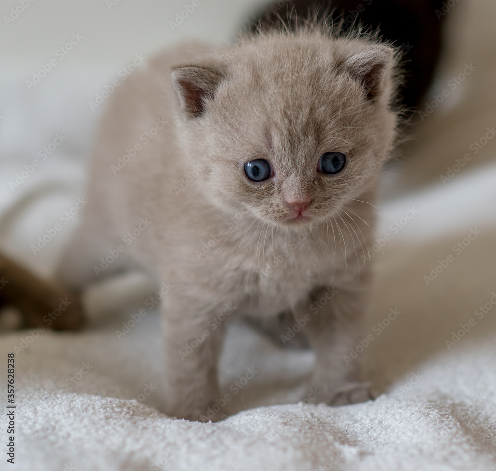 portrait of lilac british short hair kitten.
little and funny 2-3 weeks old kitten with soft color hair
