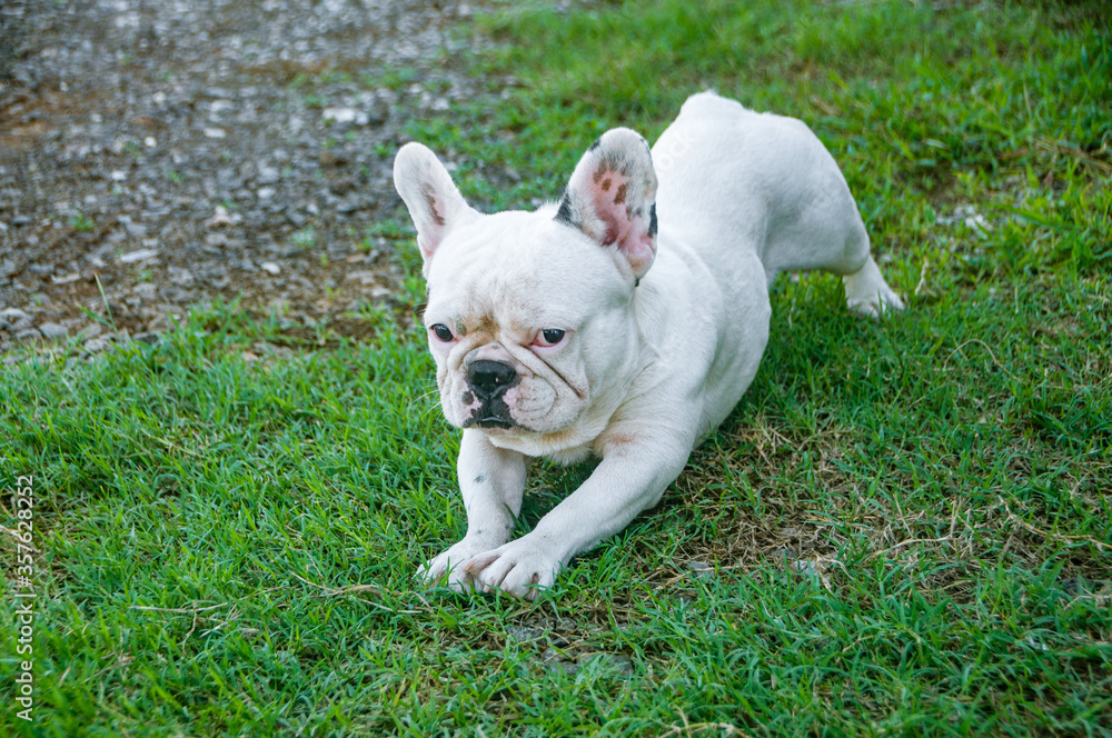 Fototapeta premium White cute puppy dog french bulldog playing in lawn yard outdoor
