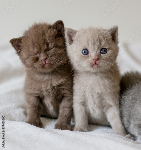 Two little cute kitten british short hair 2-3 week old