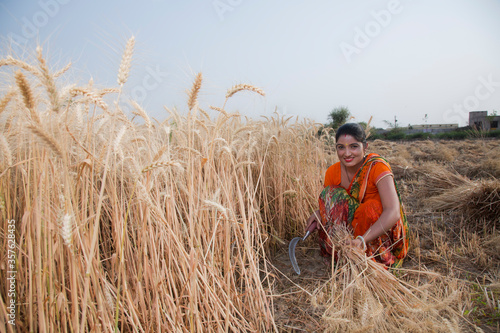 Female farmer harvesting wheat crops in a wheat field 
