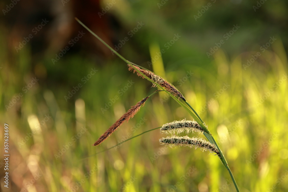 Carex riparia na tle trawy nieopodal rzeki Odra - obrazy, fototapety, plakaty 