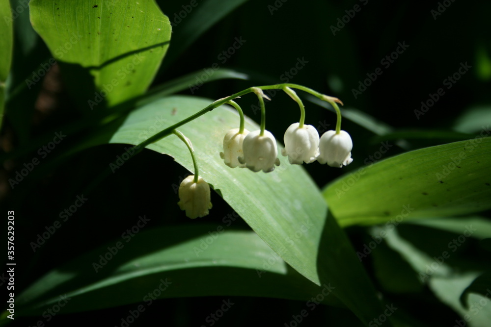 Obraz premium lily of the valley flower
