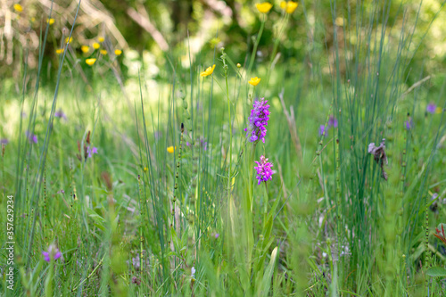 orchidees sauvage dans la reserve naturelle de la baie de saint brieuc a Hillion