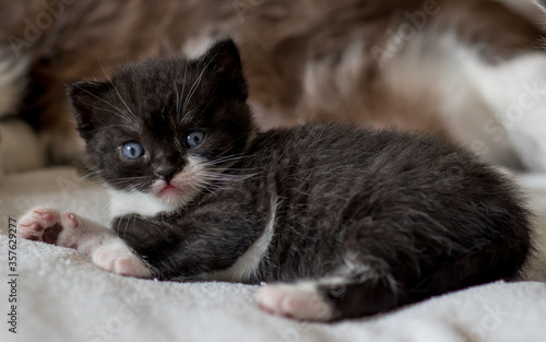 portrait of bicolor black and white british short hair kitten. little and funny 2-3 weeks old kitten 