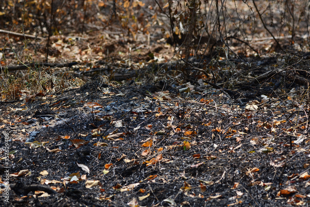 Fototapeta premium fallen leave in the forest background 