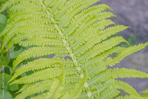 green fern leaf