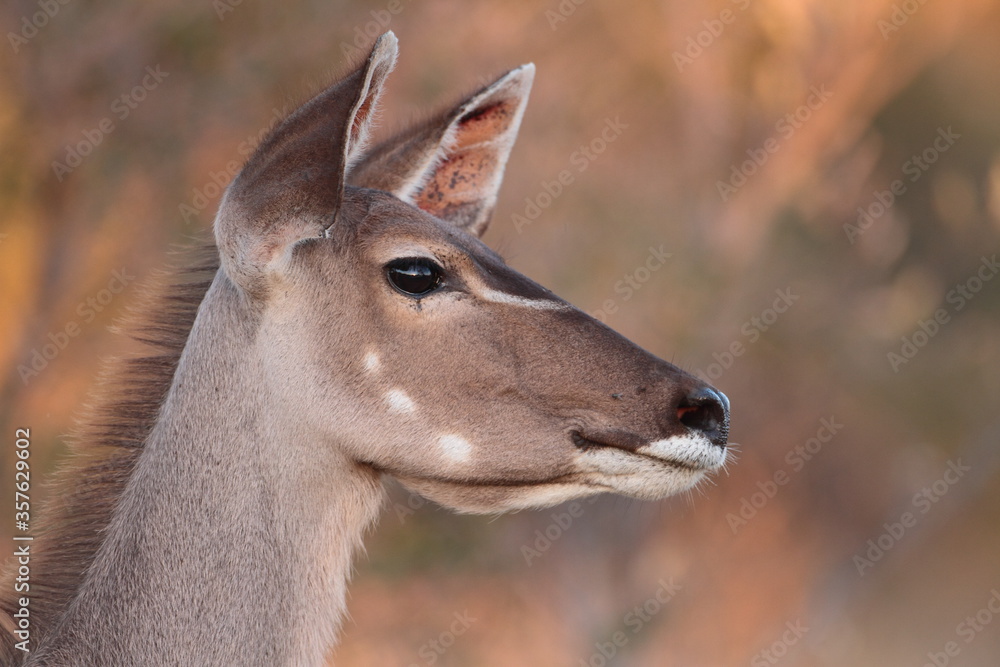 Obraz premium Kudu Female 