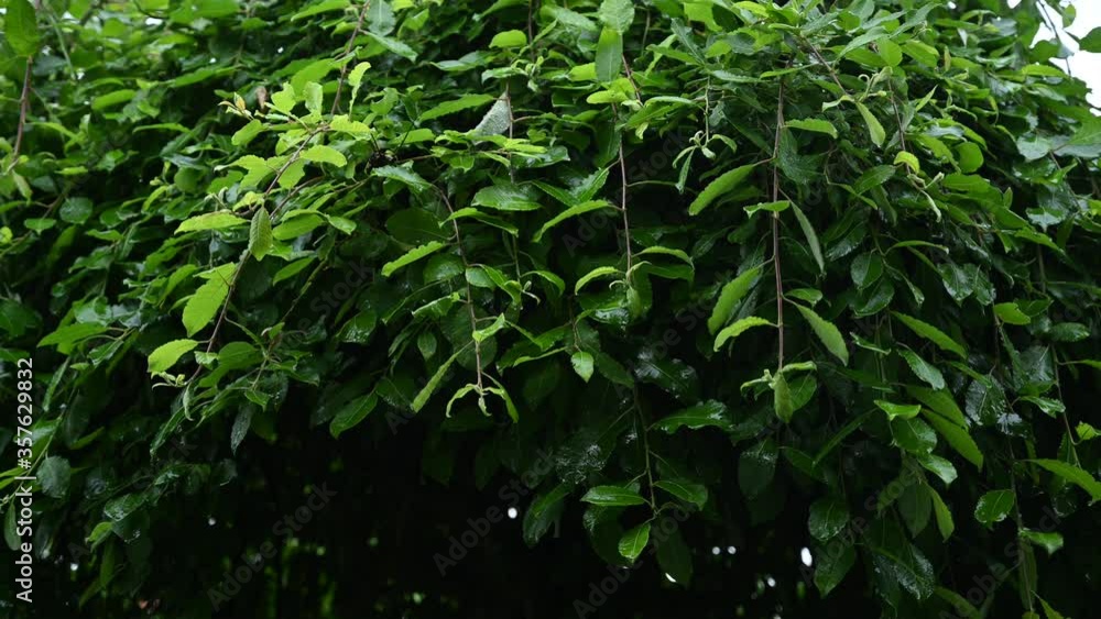it rains heavily on an ornamental pasture in a garden, climate change weather danger it rains heavily on an ornamental pasture in a garden, climate change weather danger