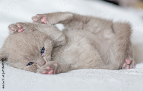portrait of lilac british short hair kitten. little and funny 2-3 weeks old kitten with soft color hair