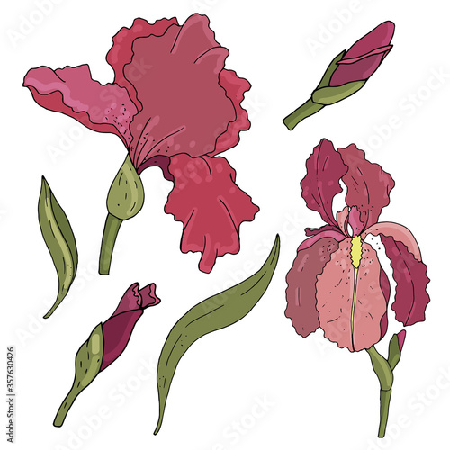 vector set of colored botanical element, tender blooming and pink irises buds