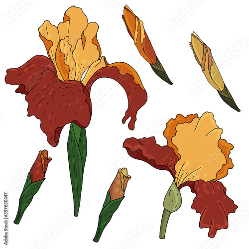 vector set of color botanical element, tender blooming and buds irises orange, red