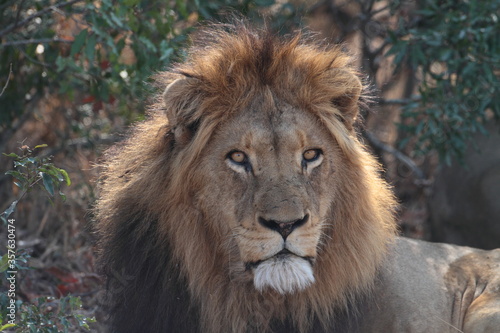 Male Lion Stare 