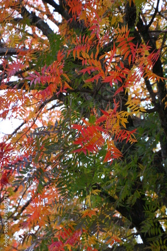 楷の木の紅葉