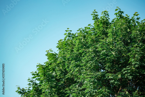 Lush green maple against a clear blue sky