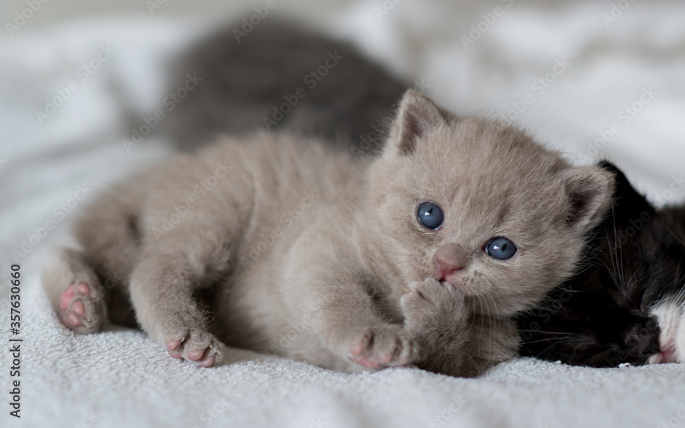 portrait of lilac british short hair kitten.
little and funny 2-3 weeks old kitten with soft color hair portrait of lilac british short hair kitten.
little and funny 2-3 weeks old kitten with soft color hair